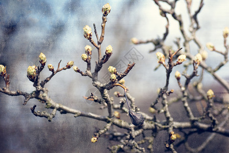 深色的旧纸质 有春花茂盛的树芽背景图片