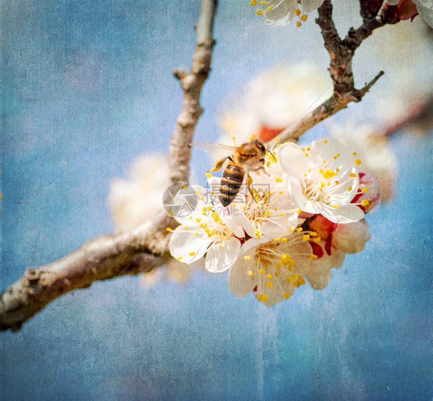 有纹理的旧纸背景 蜜蜂在花上采集蜂蜜野生动物享受园艺植物花瓣收集工人草地场地花粉图片