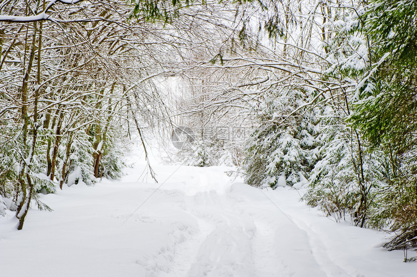 雪林中的冬季道路天空假期季节地形树木植物大街场景车道针叶图片