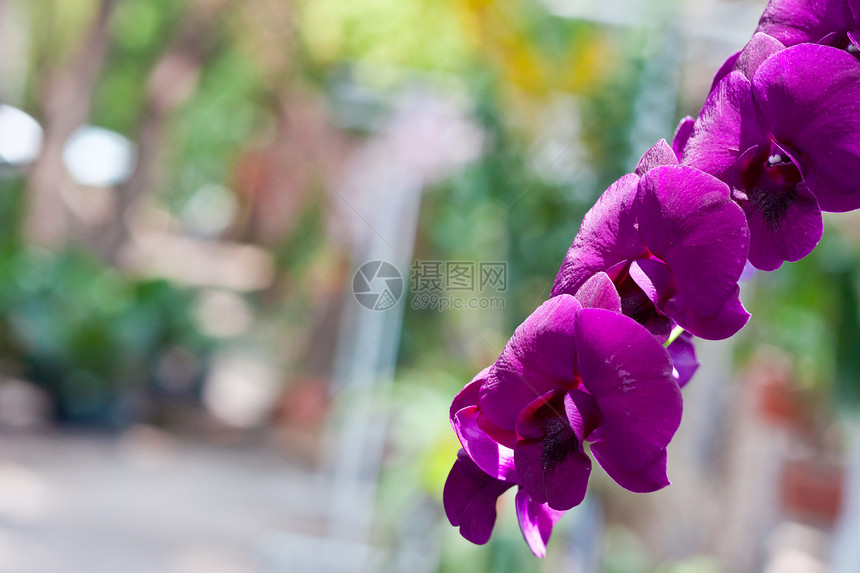 美丽的兰花农村背景热带叶子植物花束花瓣植物学环境紫色图片