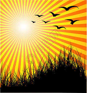 夏季病媒背景     草 鸟类和日落背景图片