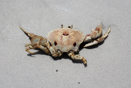 海滩上的螃蟹海鲜食物棕色海洋动物背景图片