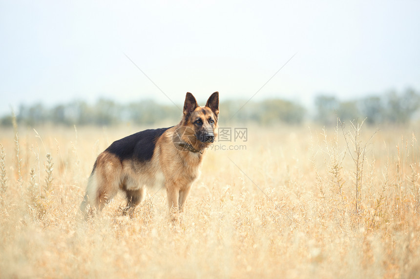 德国牧羊犬安全动物阳光成人草原板栗警觉水平哺乳动物血统图片
