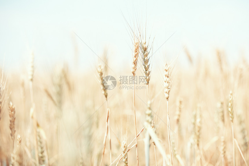 小麦田收集场景城市种子植物日光生长农业大麦收成图片