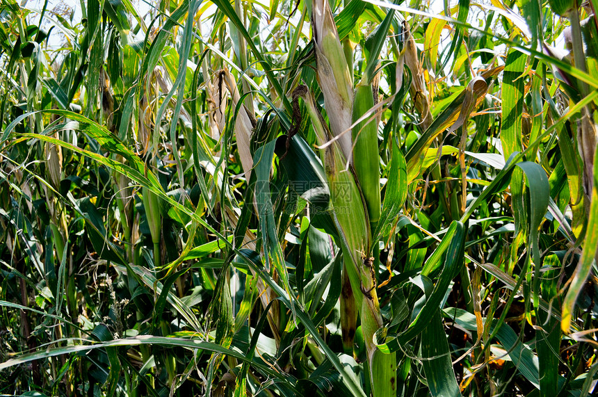 角字段植物流苏农业食物树叶叶子场地耳朵玉米农场图片