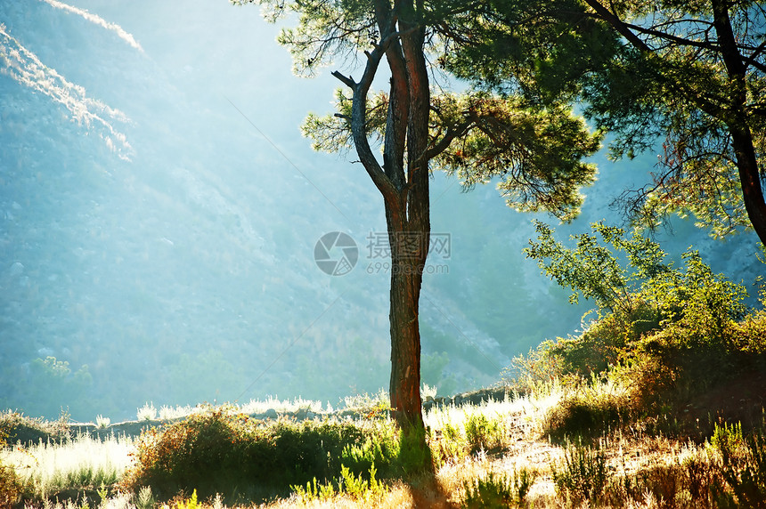 树的休眠 对着太阳的光线图片