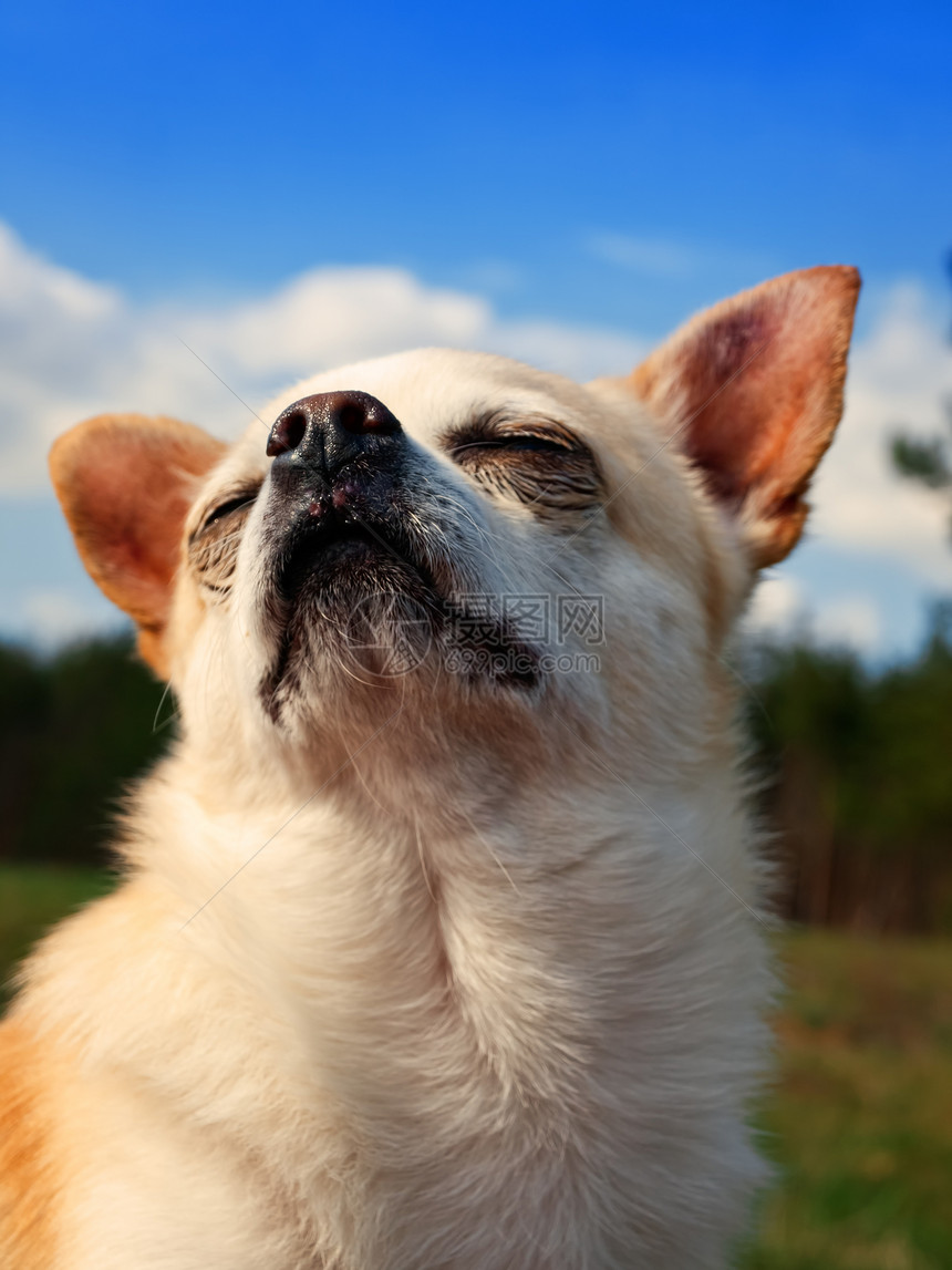 奇瓦亚州动物小狗朋友晴天宠物良种犬类图片