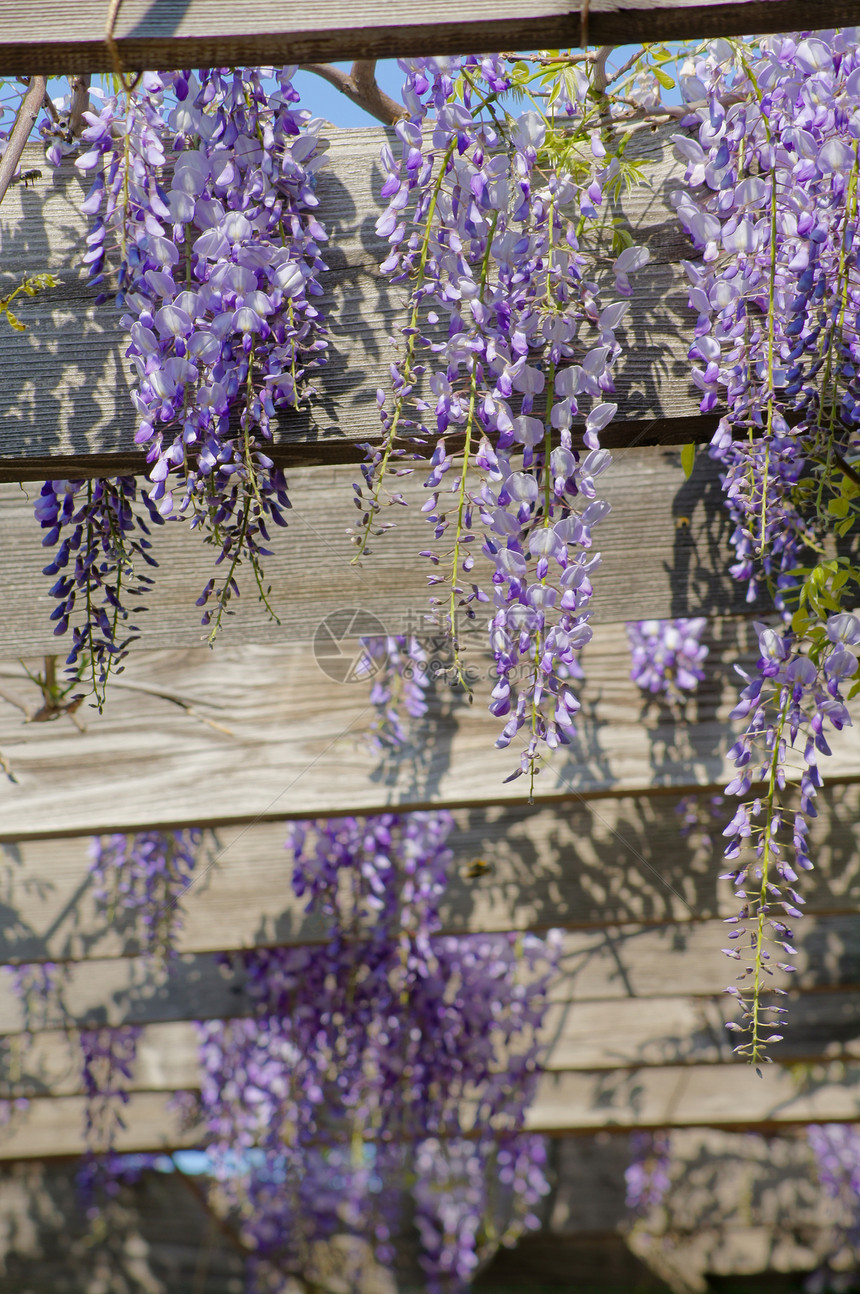 西部地区白色气候花园宏观紫丁香紫色活力天空文化阳光图片