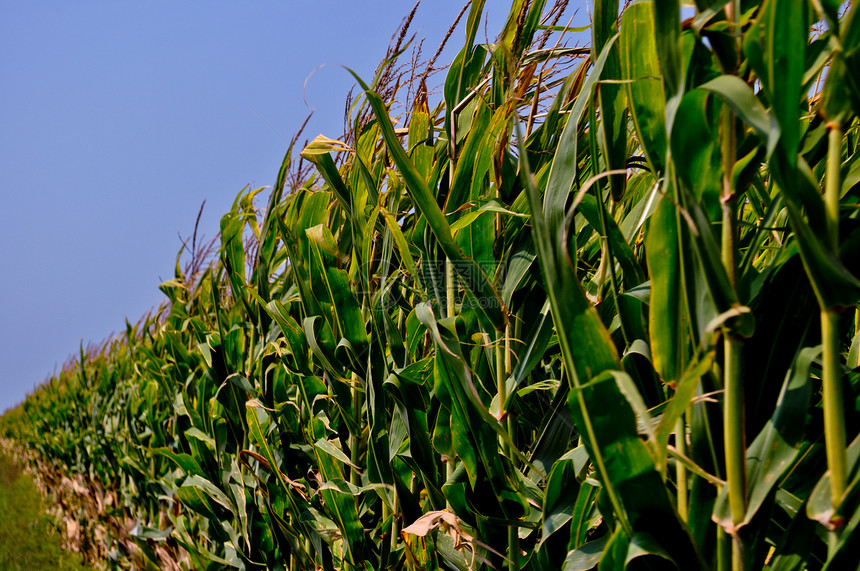 角字段农业农场流苏场地食物玉米叶子植物耳朵树叶图片
