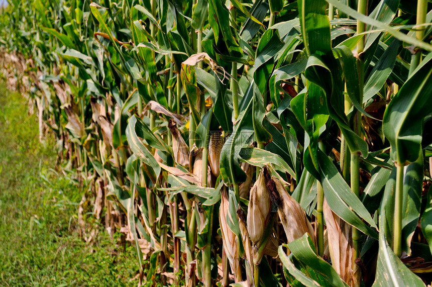 角字段玉米叶子植物食物农场耳朵农业场地流苏树叶图片