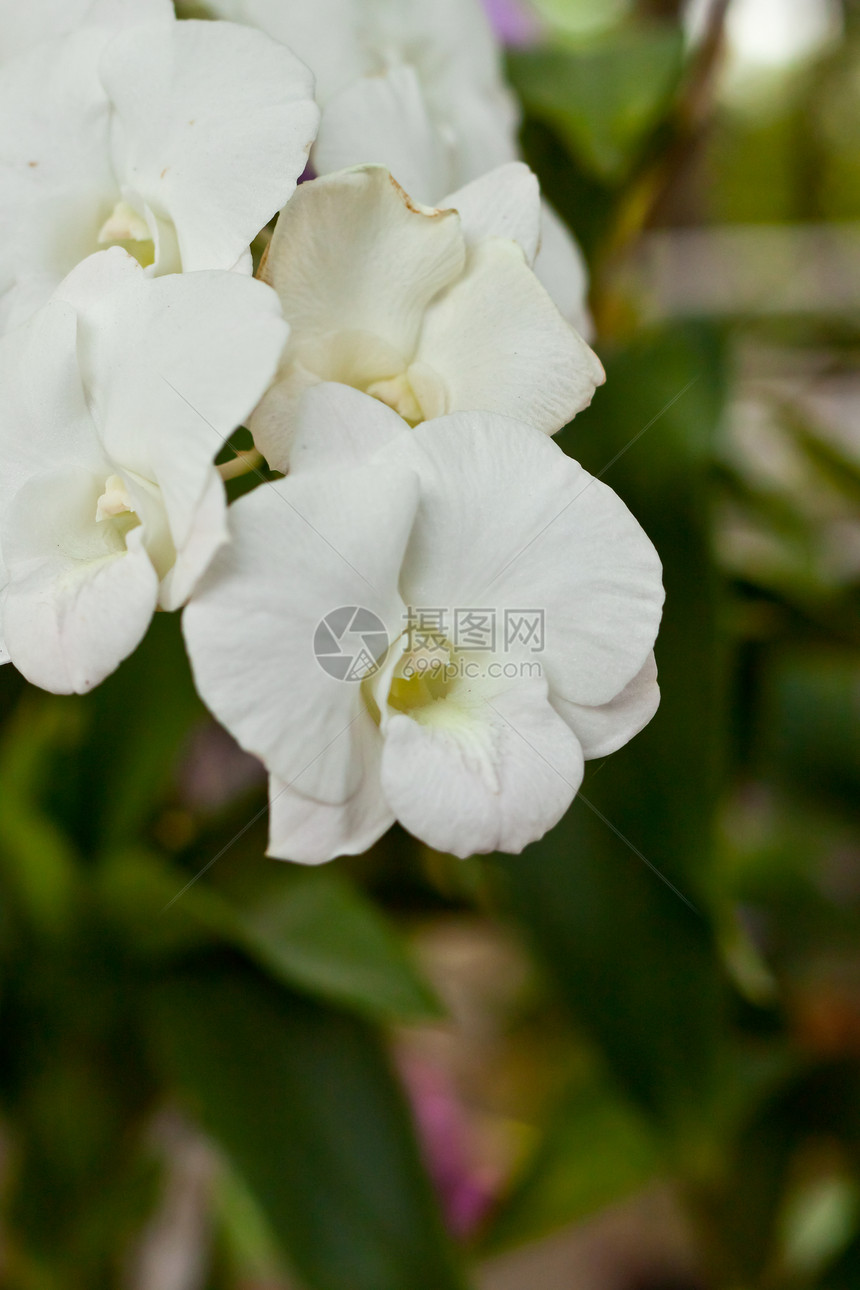 美丽的兰花植物学热带花瓣风格背景紫色花束农村叶子植物群图片