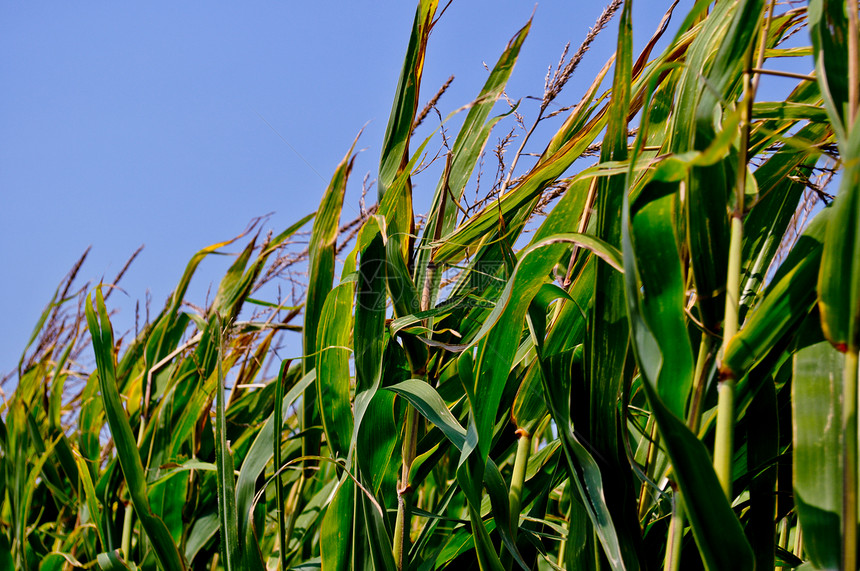 角字段农场农业叶子场地耳朵流苏食物树叶玉米植物图片