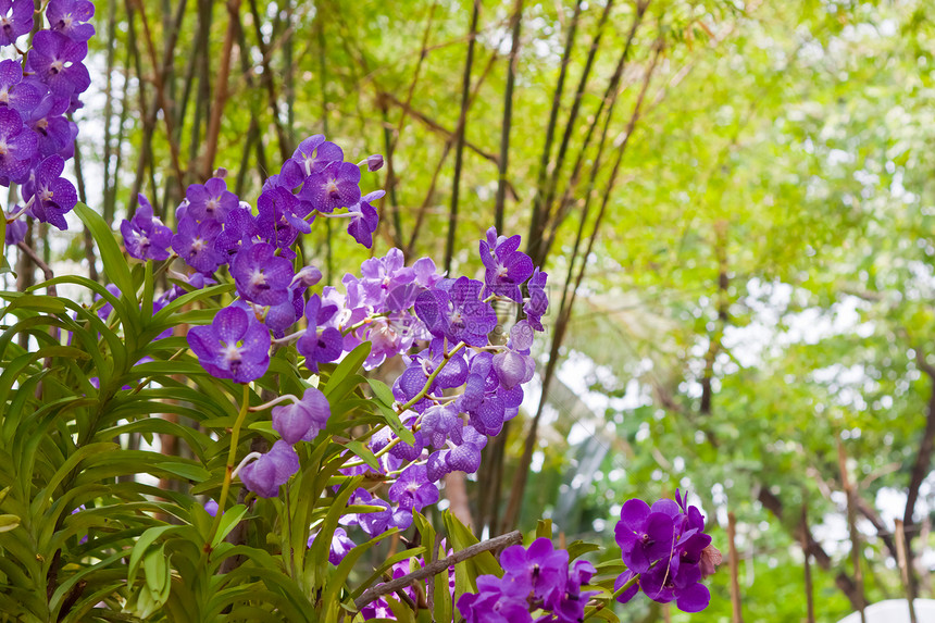 美丽的兰花热带背景花瓣叶子植物学紫色植物花园花束农村图片
