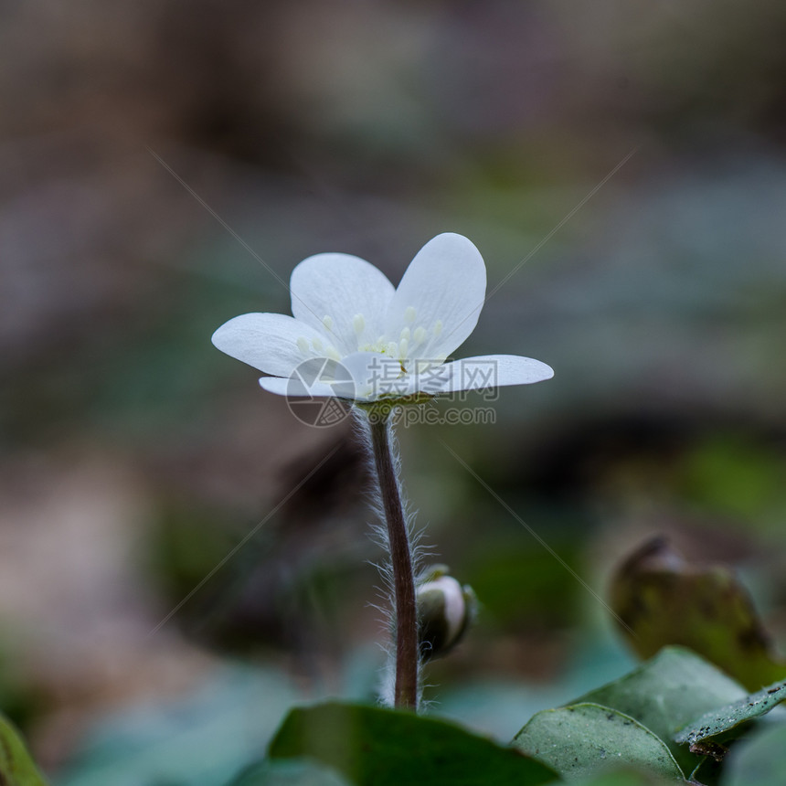 白人共同肝脏花瓣快乐荒野蔬菜欢呼季节植物群麦汁肝病仙草图片