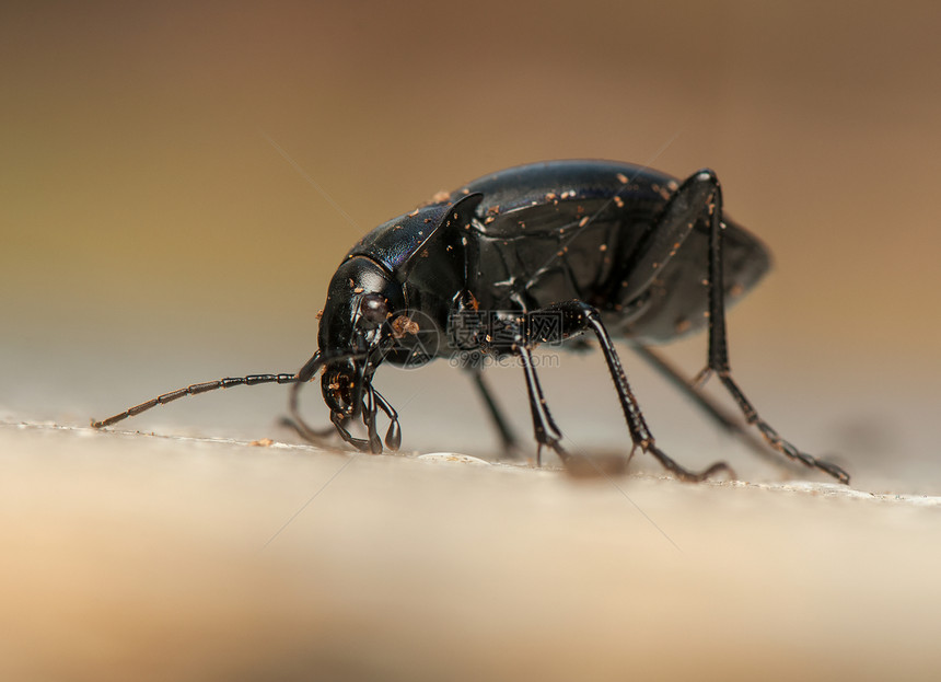 焦玻璃灯动物群天线生物学野生动物昆虫学鞘翅目照片漏洞荒野盖子图片