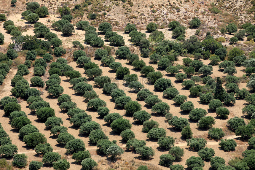 从Antimachia堡垒看到的Kardamena周围的橄榄树林土地环境国家农场灌溉农村植物细流场地场景图片