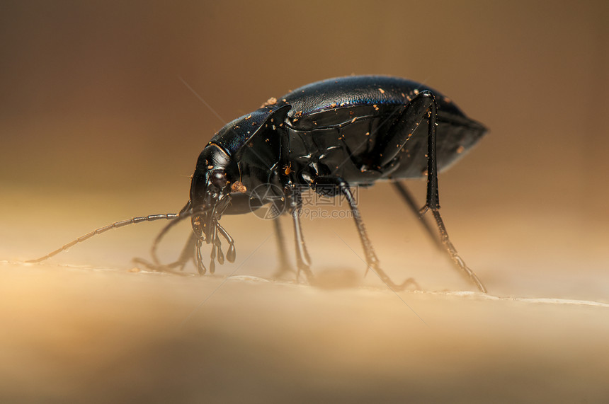 焦玻璃灯生物学鞘翅目照片昆虫触角天线昆虫学盖子漏洞甲虫图片