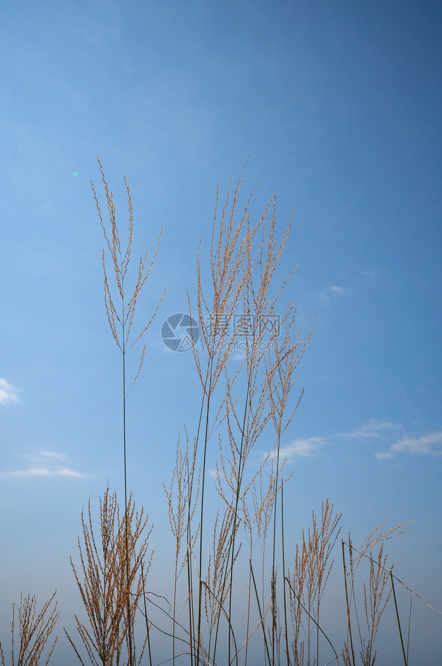 草花季节金子粮食植物国家天空生产生长稻草面包图片