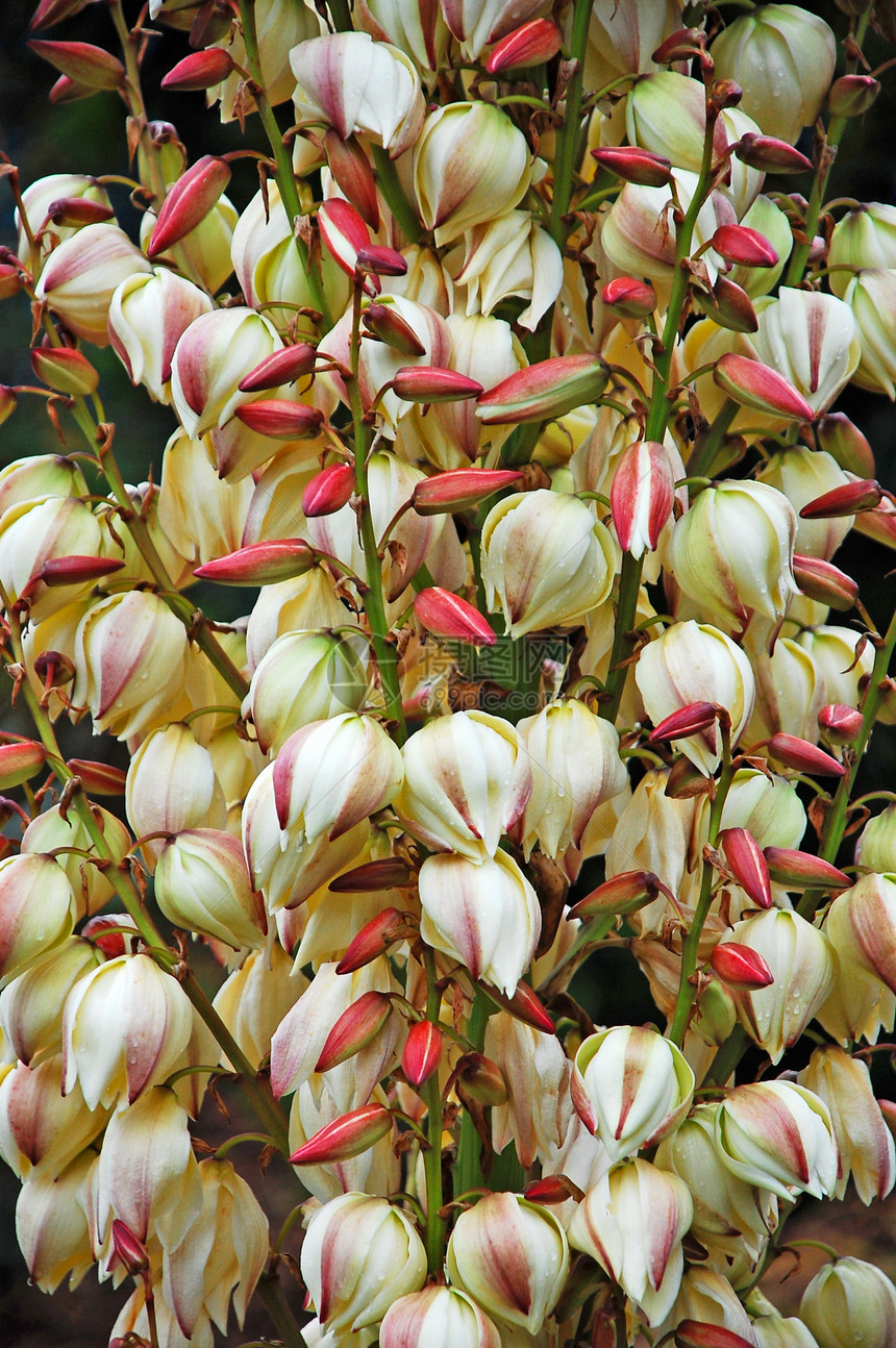 Yucca植物花图片