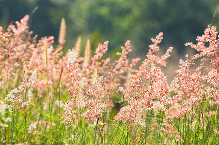 草花花园叶子粉色太阳植物宏观绿色白色背景图片