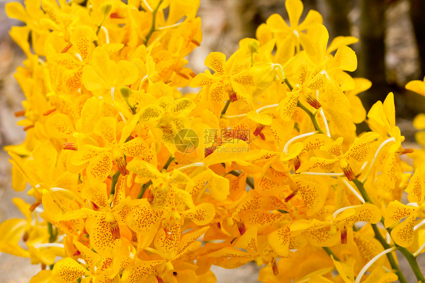 美丽的兰花装饰叶子花园植物群紫色花束风格环境农村热带图片