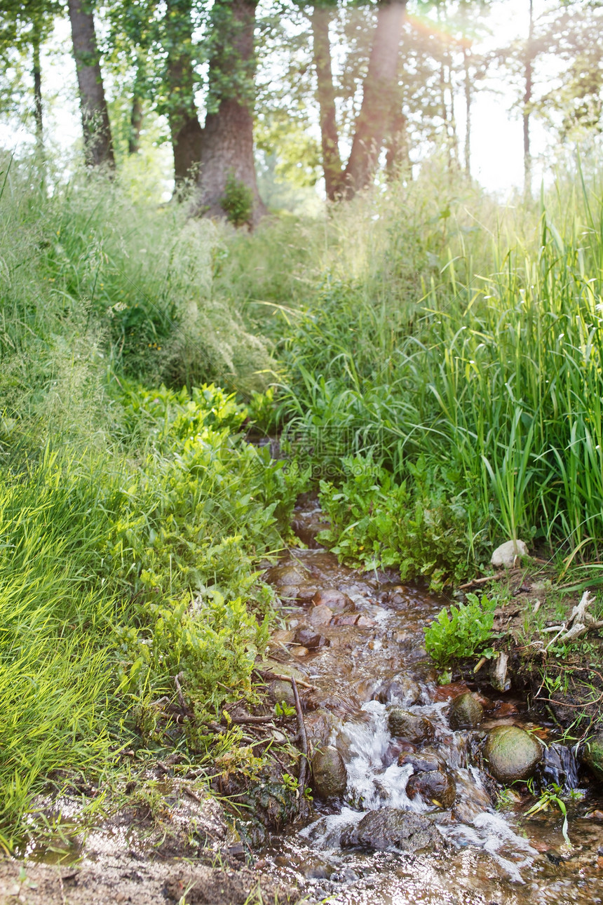 小溪流巨石叶子瀑布绿色木头石头生态岩石植物荒野图片