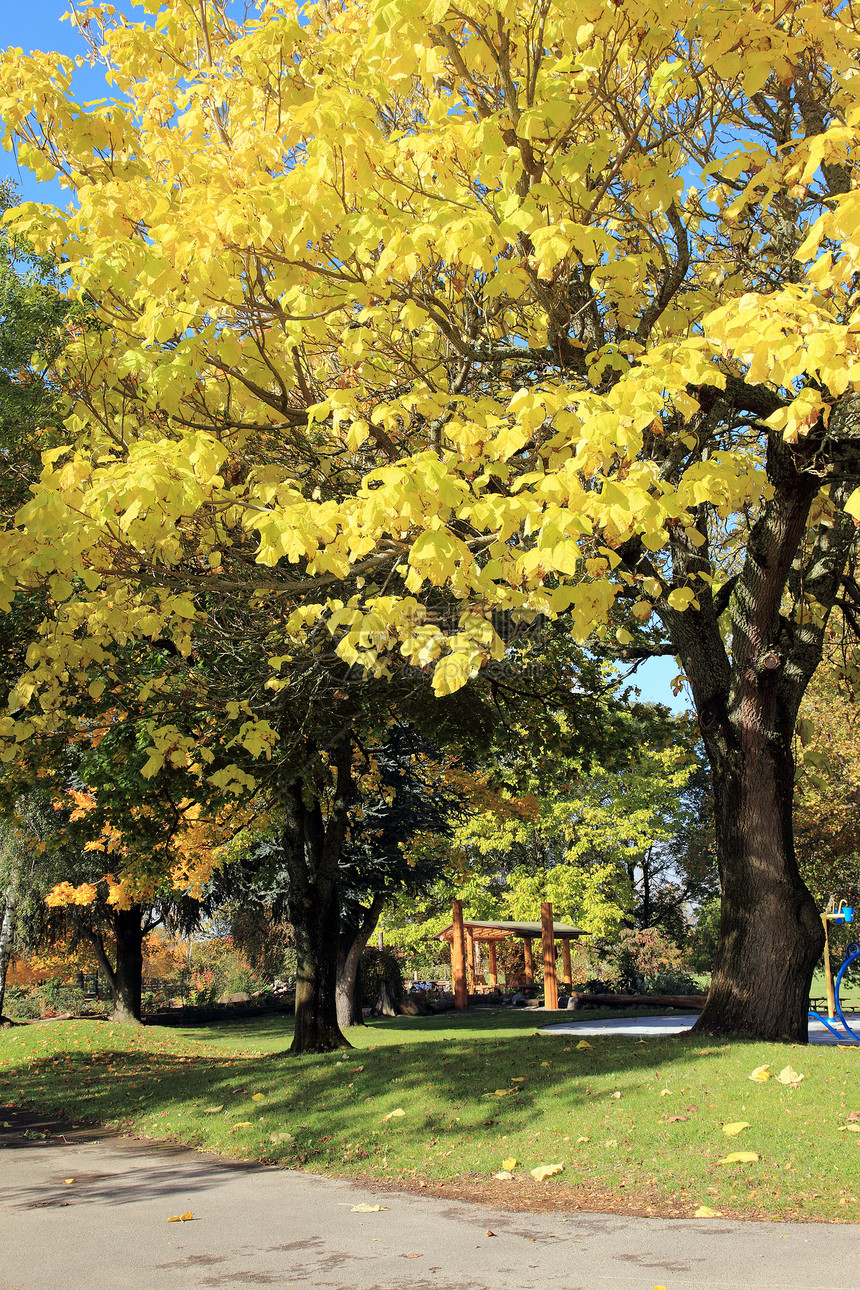 秋天的季节变了蓝色岩石季节性草原草地树木植被阳光公园长凳图片
