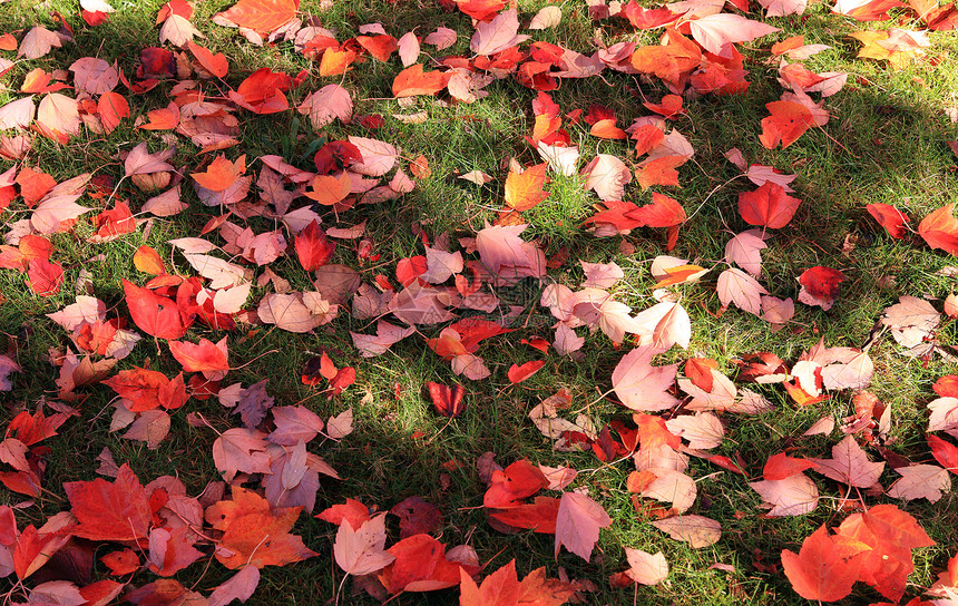 秋天的季节变了鸟类草地草原植被日落蓝色阳光长凳岩石季节性图片