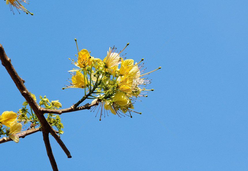 黄黄色花朵种子植物群剪裁豆荚蓝色天空决明子季节游客淋浴图片