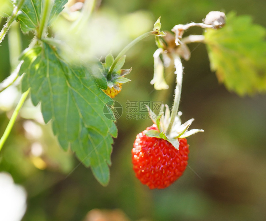 森林中的野草莓食物绿色红色花园水果生长植物肉质荒野甜点图片