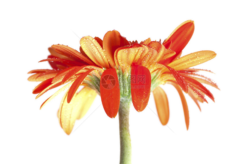 橙色Gerber Dais花瓣脆弱性植物家庭飞沫生长植物群宏观雏菊橙子图片