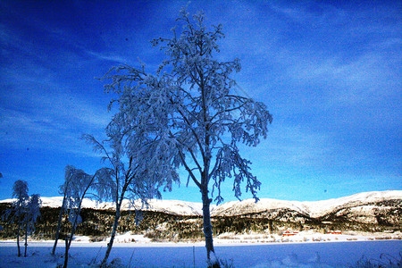 挪威的冬季树木天空背景图片