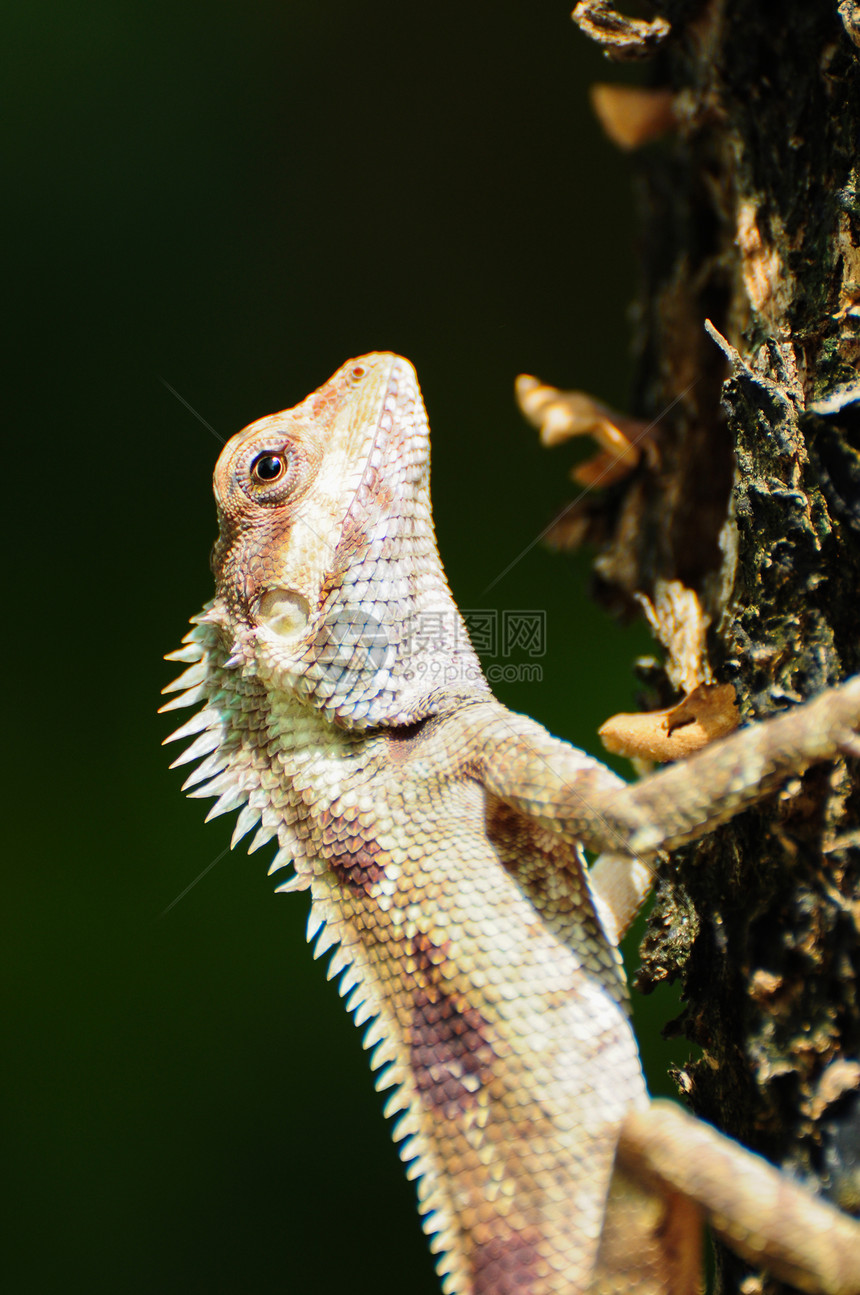 小龙宠物热带野生动物舌头鬣蜥植物荒野脊椎动物生物尾巴图片