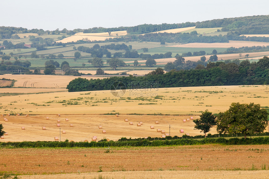 小麦田树木环境土地农村场地地平线种植园美化农场谷物图片