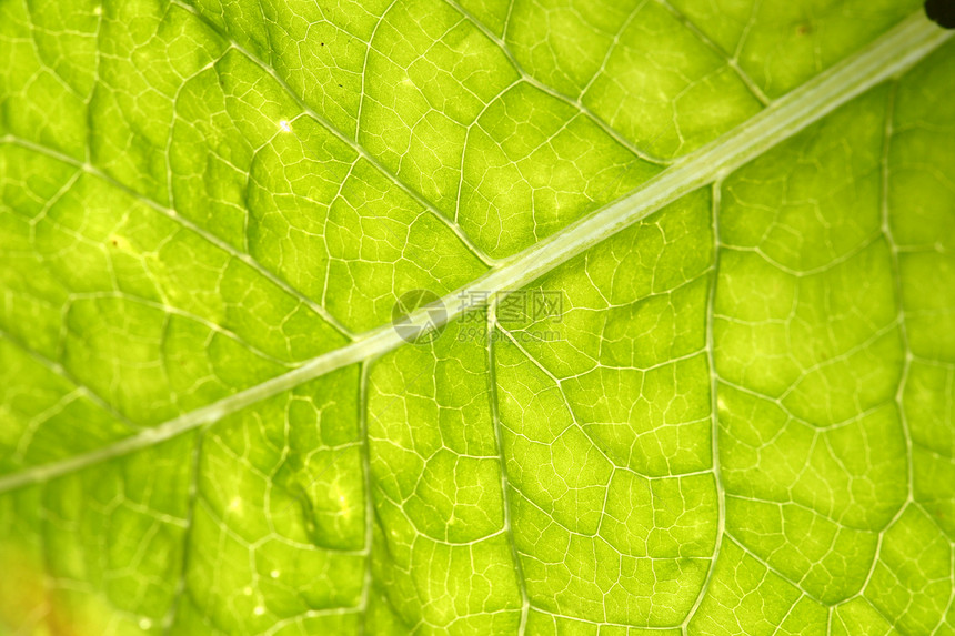 绿叶静脉宏观植物群绿色情调叶子森林花园植物阳光生活图片