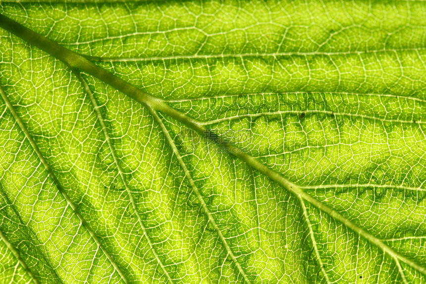 绿叶静脉森林绿色植物学草本植物植物植物群阴影叶子异国床单图片