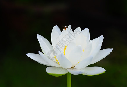 蜜蜂和白莲花园园艺温泉池塘昆虫荒野翅膀公园植物花瓣高清图片