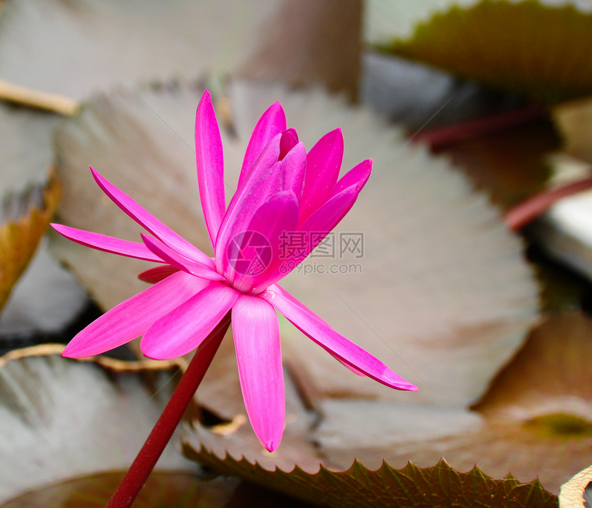 粉色莲花花在池塘上开花绿色软垫漂浮花瓣百合美丽植物植物群植物学图片