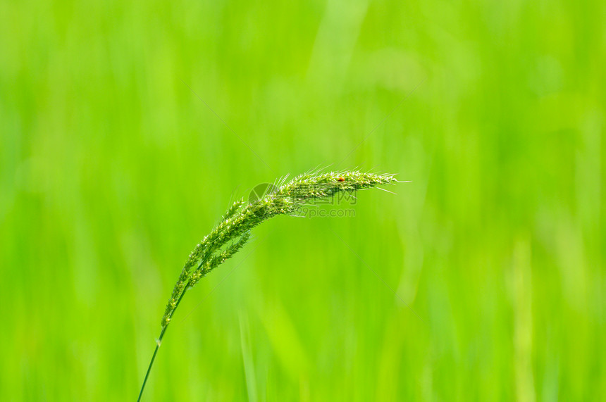 格伦和草花图片