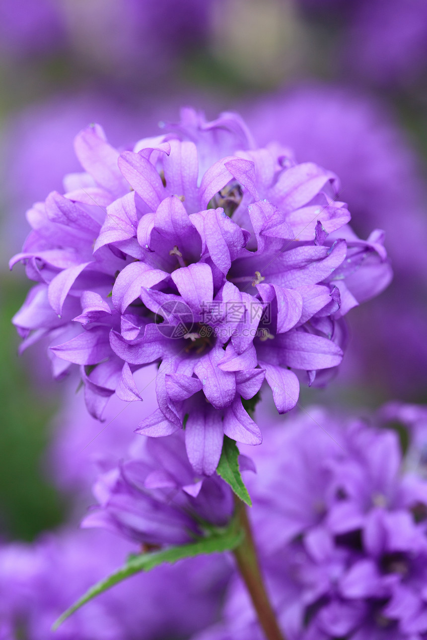 紫色花朵植物花瓣植物群宏观草地美丽场地叶子荒野公园图片