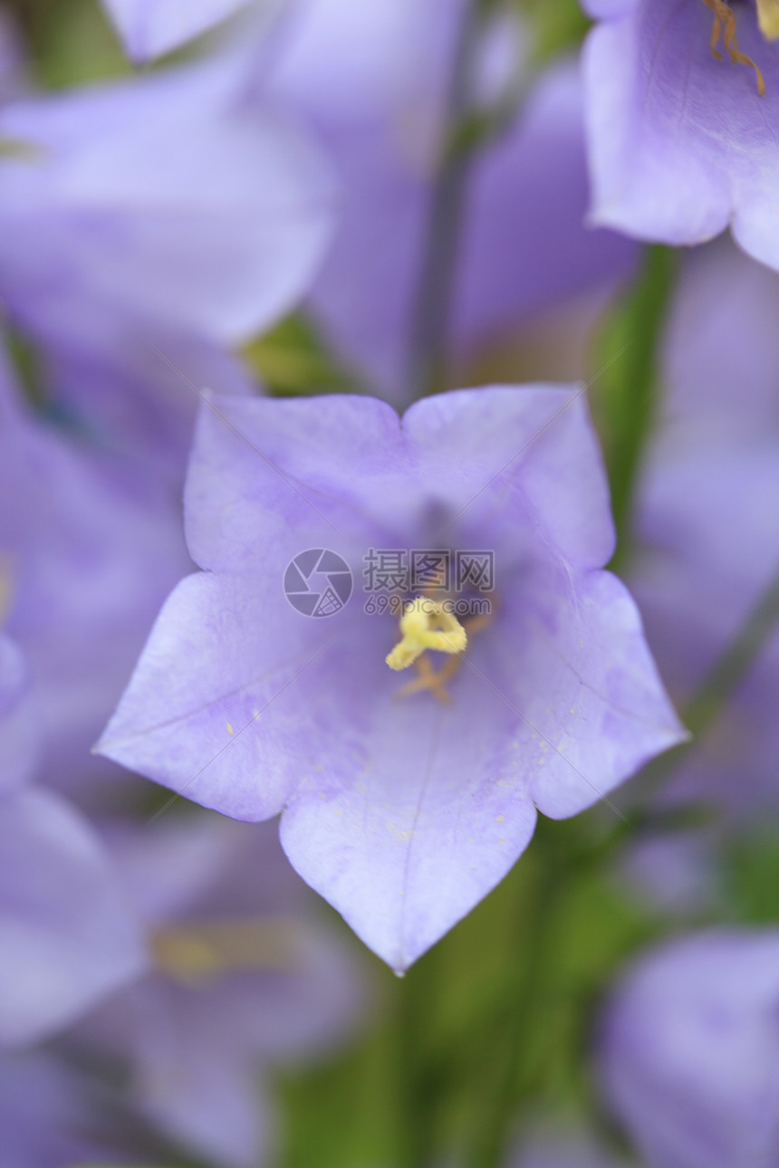 甘露花花植物背景园艺花束宏观绿色紫丁香生长蓝色季节性图片