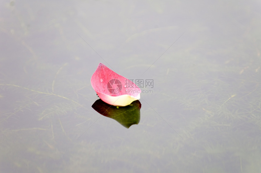 花朵在水面上叶子核桃属花瓣情调植物反射异国树叶莲花状植物学图片