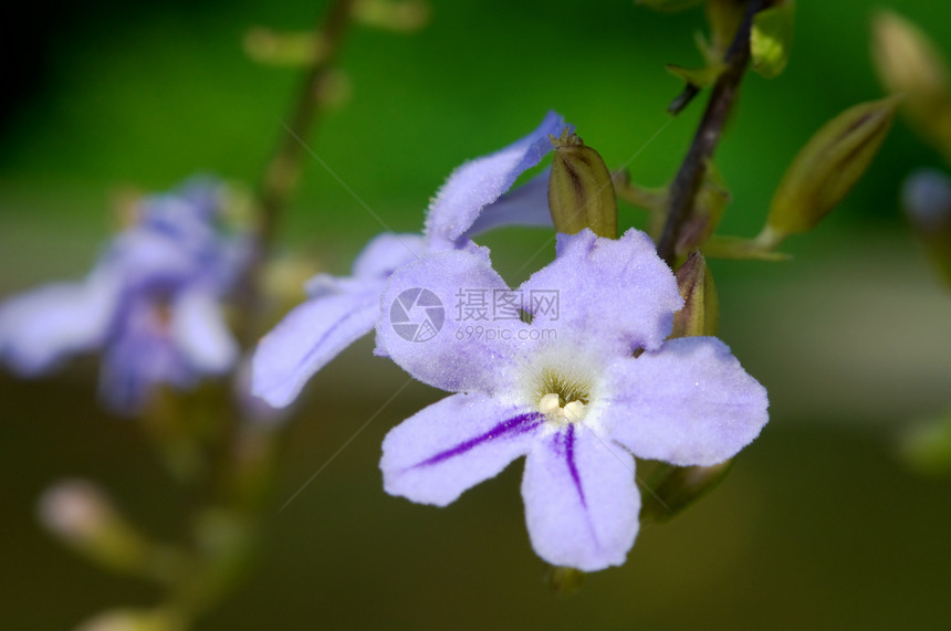 粉色花粉繁荣花萼花瓣墙纸生物学风化植物学红色生态植物图片