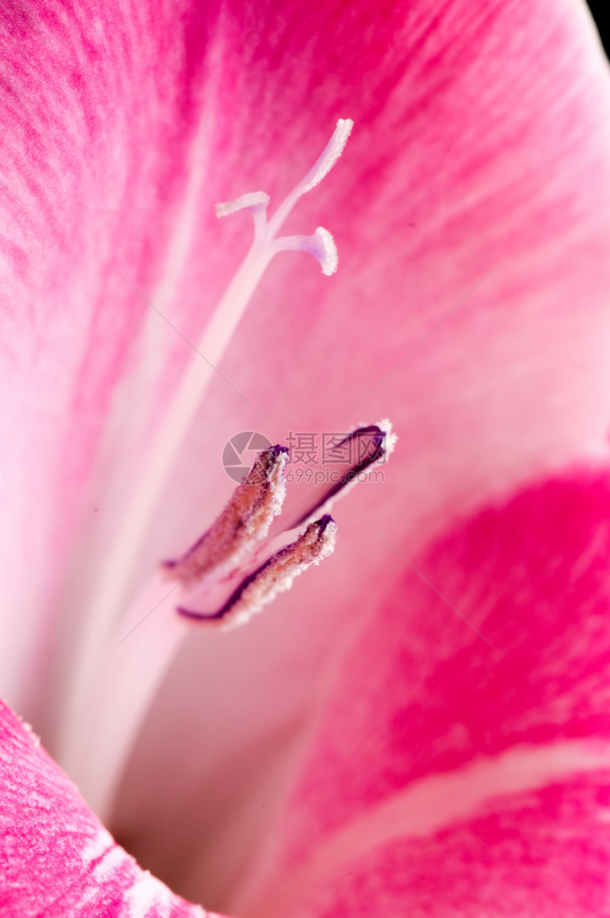 格拉迪奥卢斯植物花瓣粉色植物学图片