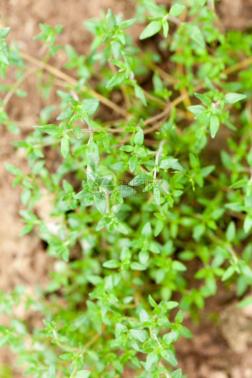 新鲜绿色百草新药草树叶百里香植物营养食物味道小枝蔬菜香料生长图片