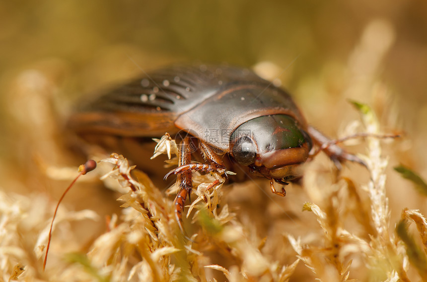 Dyticus 边缘性昆虫学鞘翅目甲虫几丁质黑色野生动物沼泽动物群漏洞昆虫图片