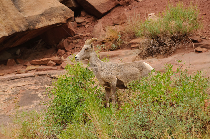 落岩山羊反刍动物哺乳动物荒野动物食草号角野生动物图片