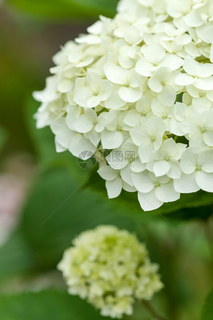 白八丁二烯a衬套白色绣球花公园花瓣花园花朵图片