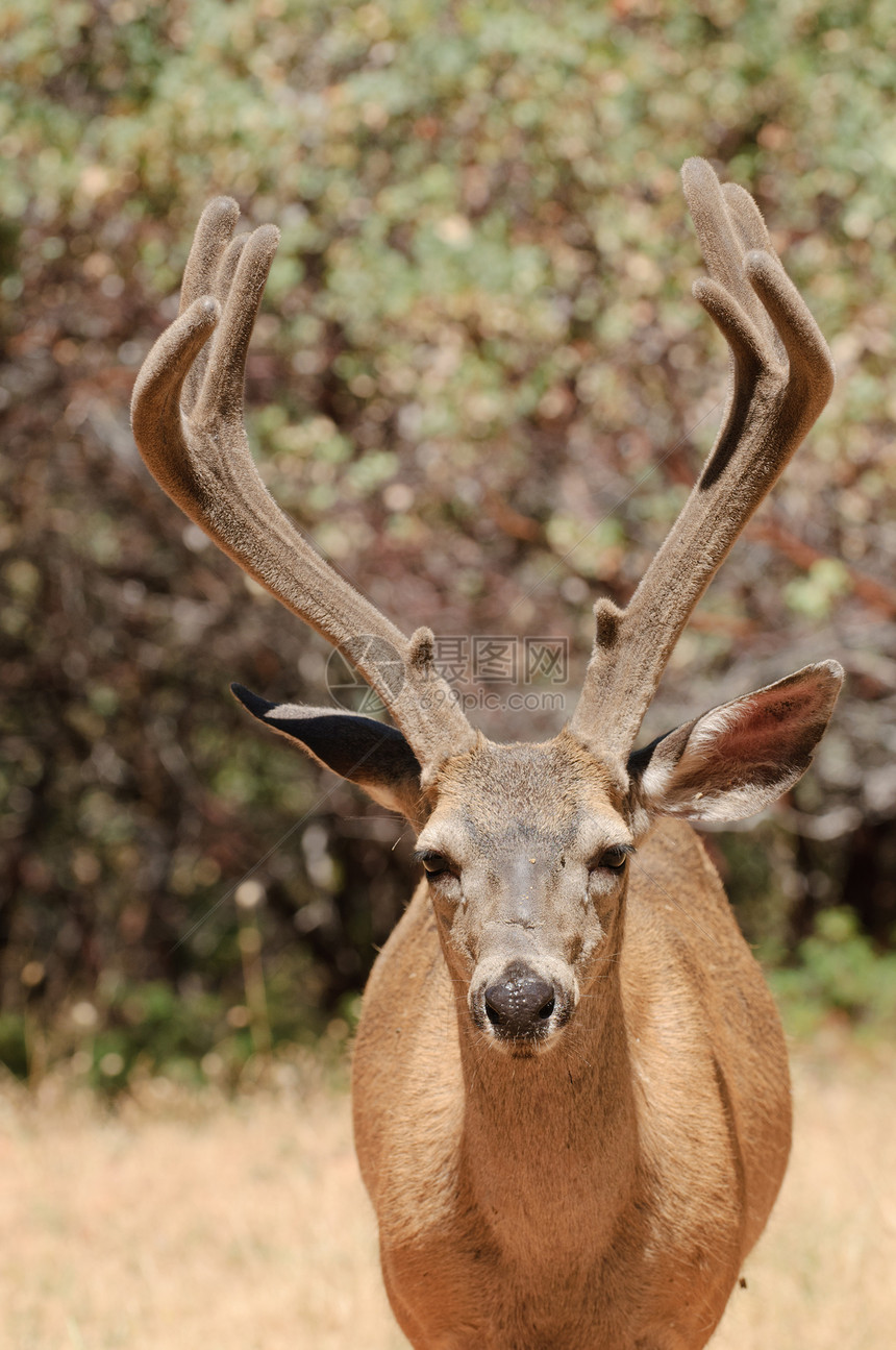 加州黑尾牛骡鹿黑色尾巴动物森林食草天鹅绒男性野生动物荒野图片