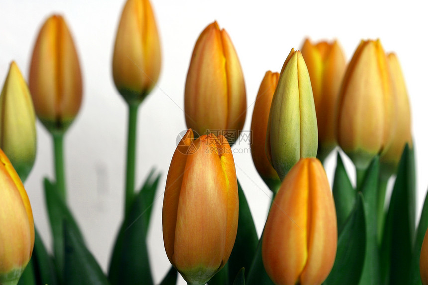 郁金tullip花朵叶子花瓣宏观白色植物红色树叶郁金香花束图片